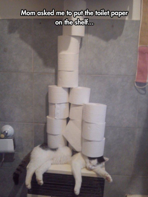 cat stacking toilet paper - Mom asked me to put the toilet paper on the shelf...