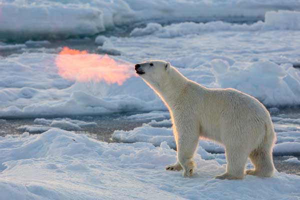 polar bear breathing fire