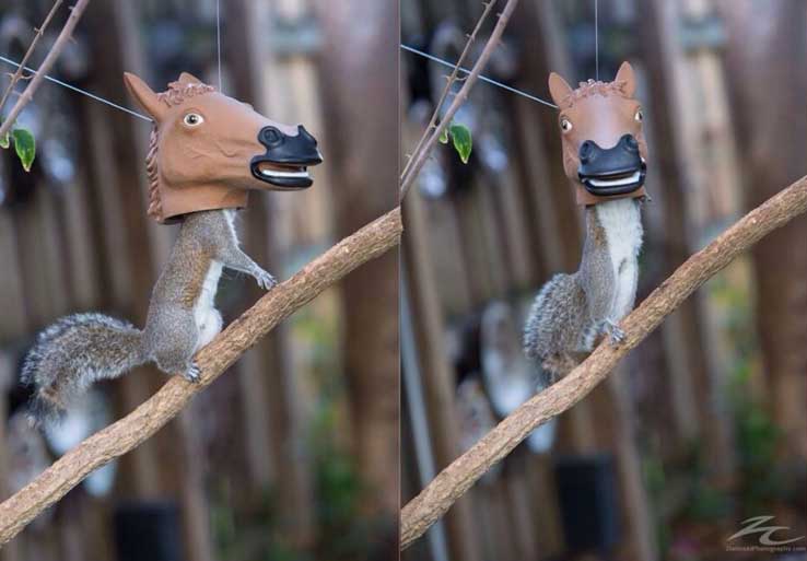 squirrel wearing horse mask