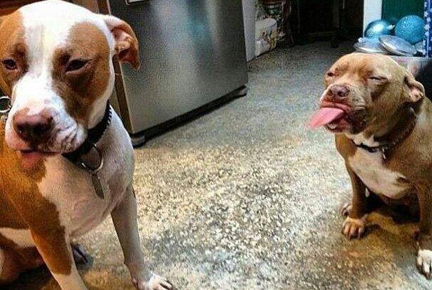pitbull sticking tongue out