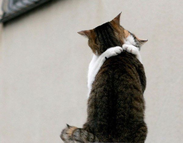 random hugs love cats