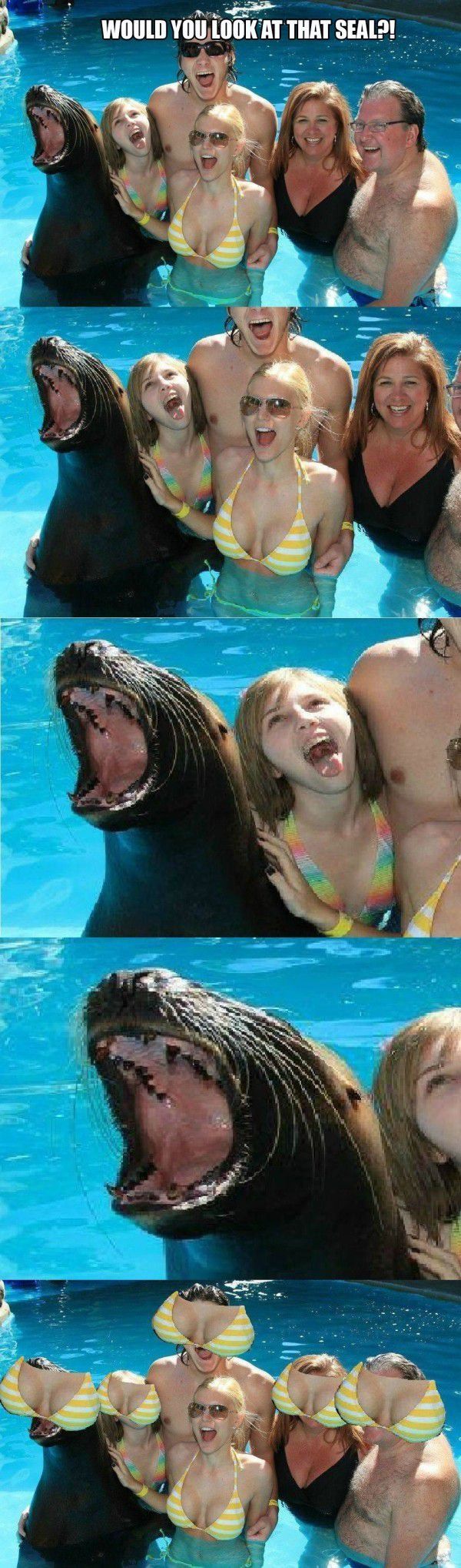 random seal facebomb - Would You Look At That Seal?!