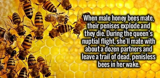 honey bees national geographic - When male honey bees mate, their penises explode and they die. During the queen's nuptial flight, she'll mate with about a dozen partners and leave a trail of dead, penisless bees in her wake.