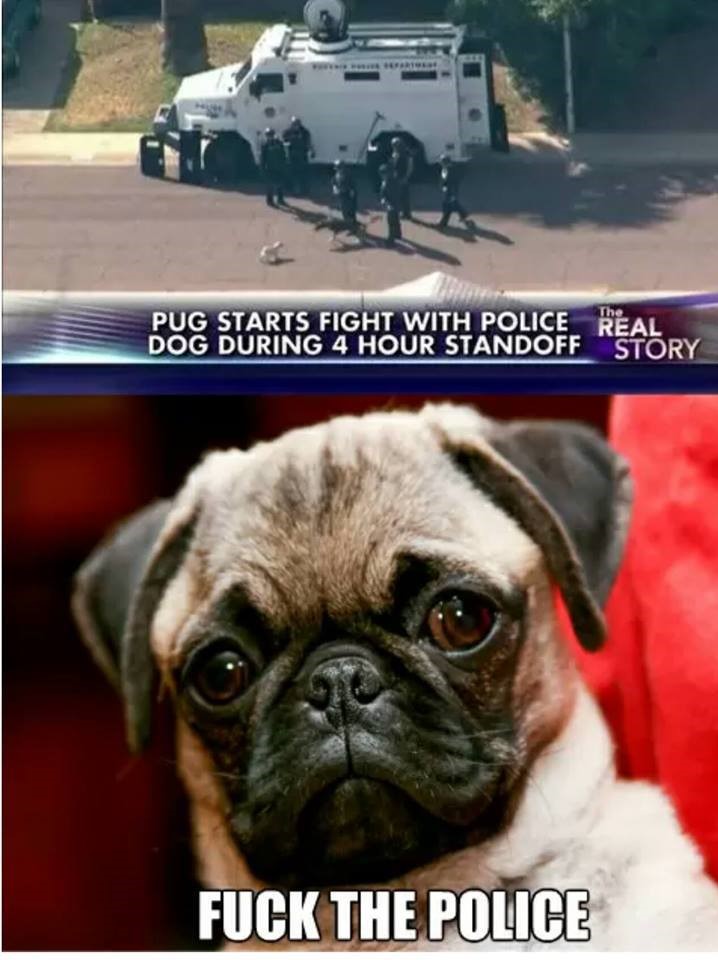 pug starts fight with police dog - Pug Starts Fight With Police Real Dog During 4 Hour Standoffstory Fuck The Police