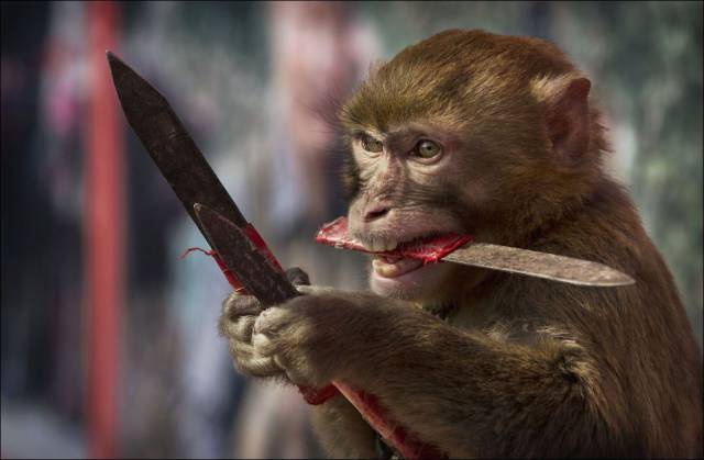 monkey knife