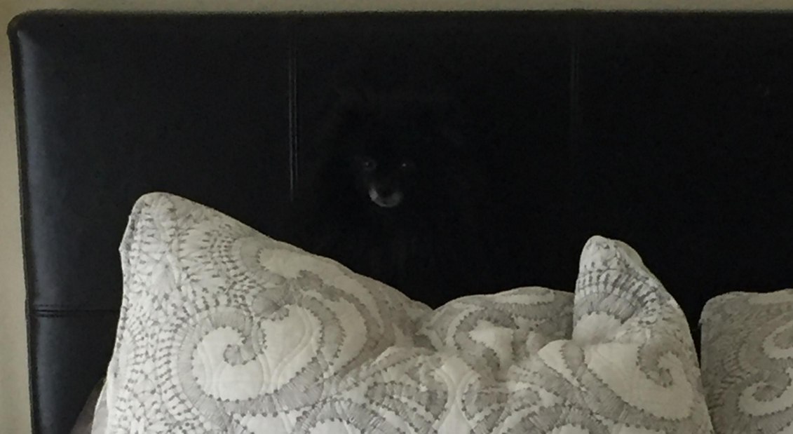 Now can you see him mean muggin’?

It’s a fluffy little black dog!