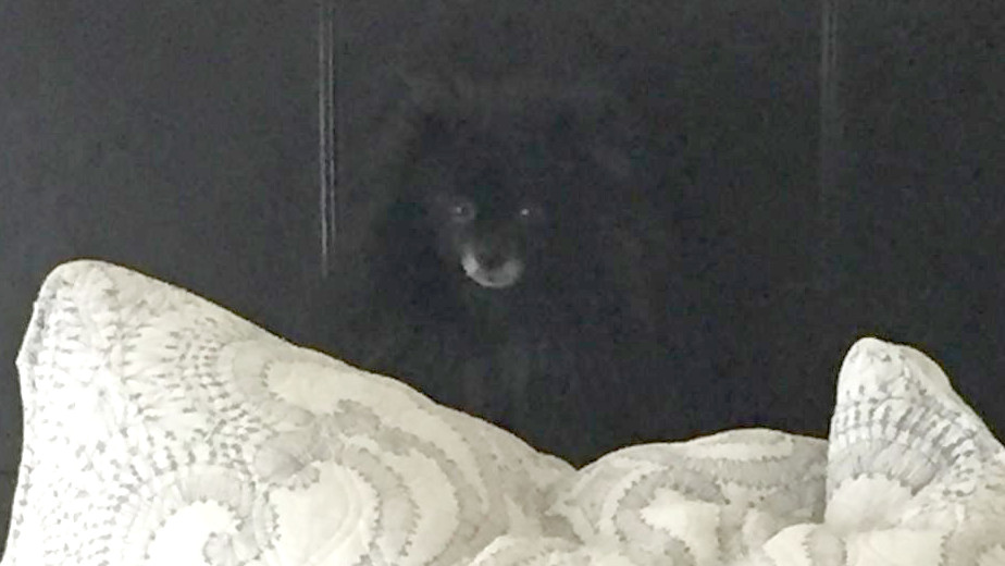 Dog lightened-We lightened up the image just in case you still couldn’t spot him.

Sneaky little bugger…