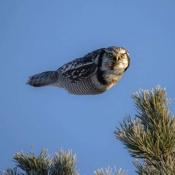 random pic owl without wings