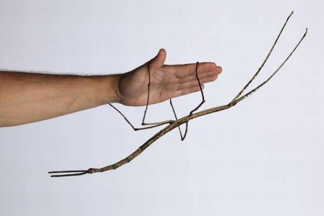 random pic baby stick insect