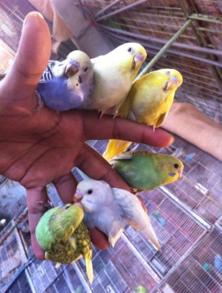 random pic tamed birds