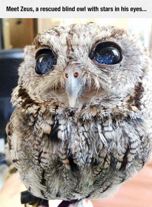 random pic blind owl - Meet Zeus, a rescued blind owl with stars in his eyes...