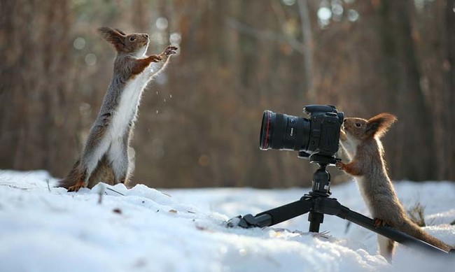 Two Squirrel's In The Forrest Build A Snowman!