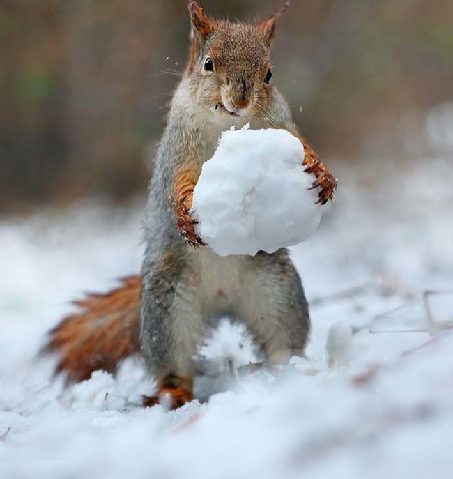 Two Squirrel's In The Forrest Build A Snowman!