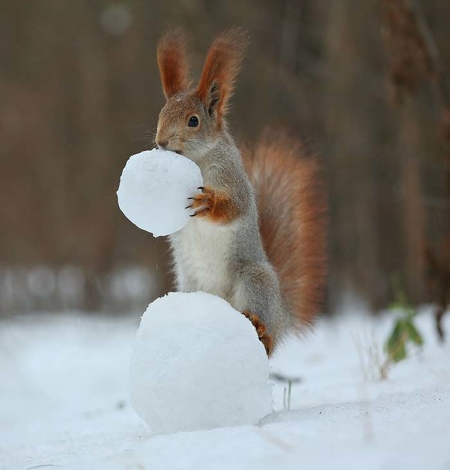 Two Squirrel's In The Forrest Build A Snowman!