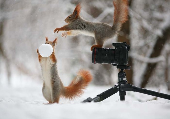 Two Squirrel's In The Forrest Build A Snowman!