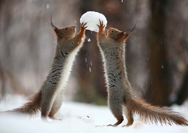 Two Squirrel's In The Forrest Build A Snowman!