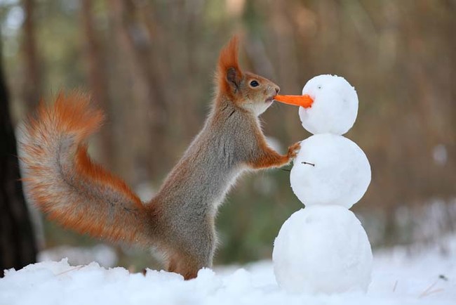 Two Squirrel's In The Forrest Build A Snowman!