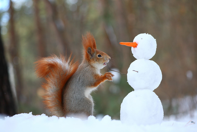 Two Squirrel's In The Forrest Build A Snowman!