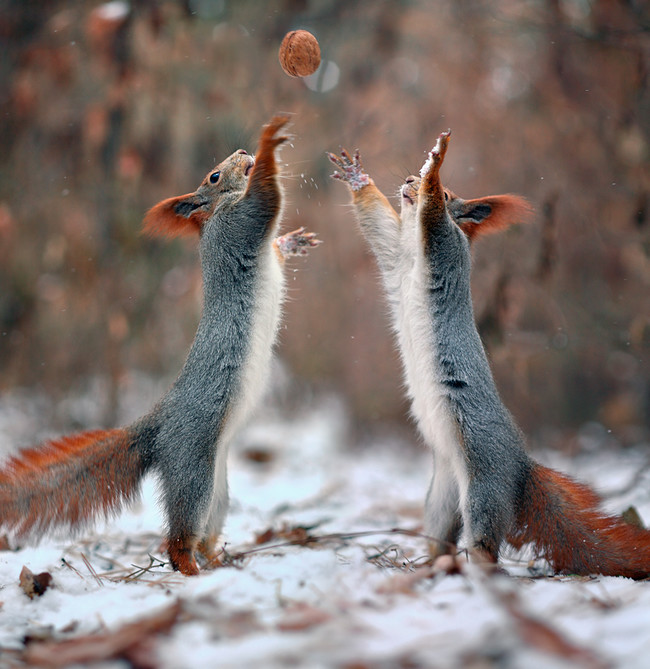 Two Squirrel's In The Forrest Build A Snowman!