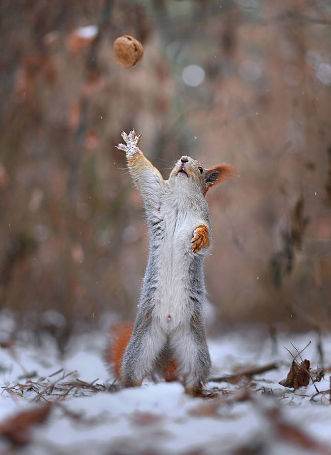 Two Squirrel's In The Forrest Build A Snowman!