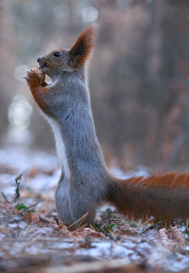 Two Squirrel's In The Forrest Build A Snowman!