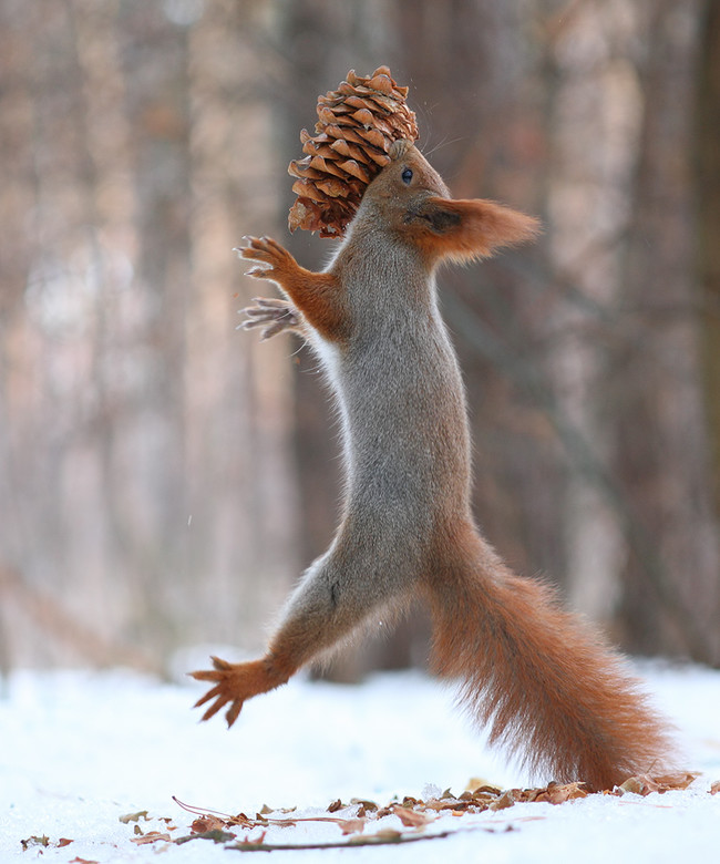 Two Squirrel's In The Forrest Build A Snowman!