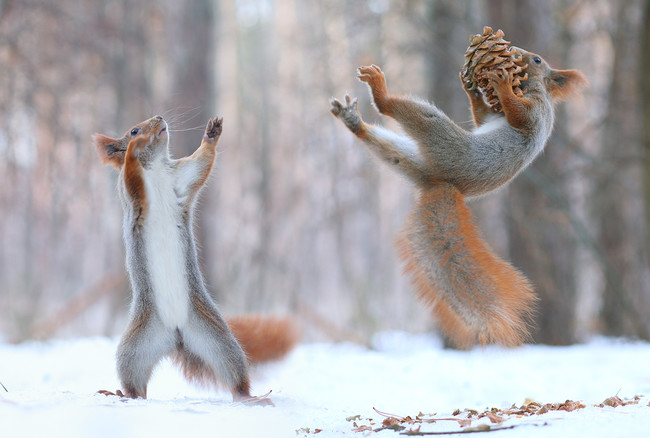 Two Squirrel's In The Forrest Build A Snowman!