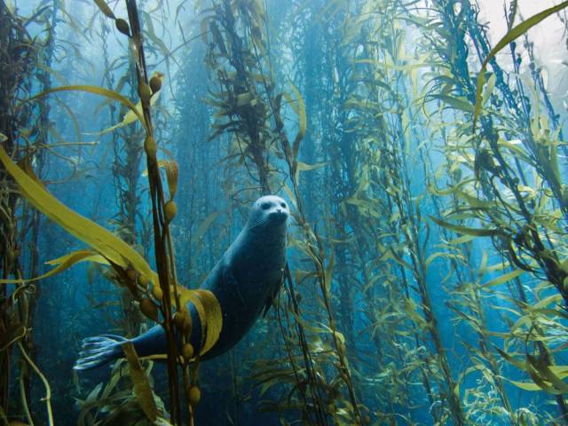 kelp forest