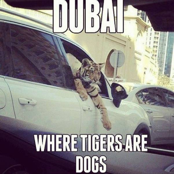 dubai meme - Dubak Where Tigers Are Dogs