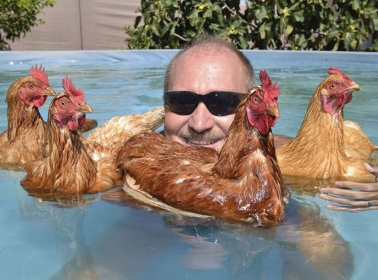 chicken swimming -