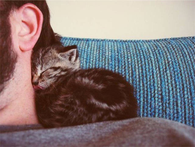 kitten sleeping on shoulder