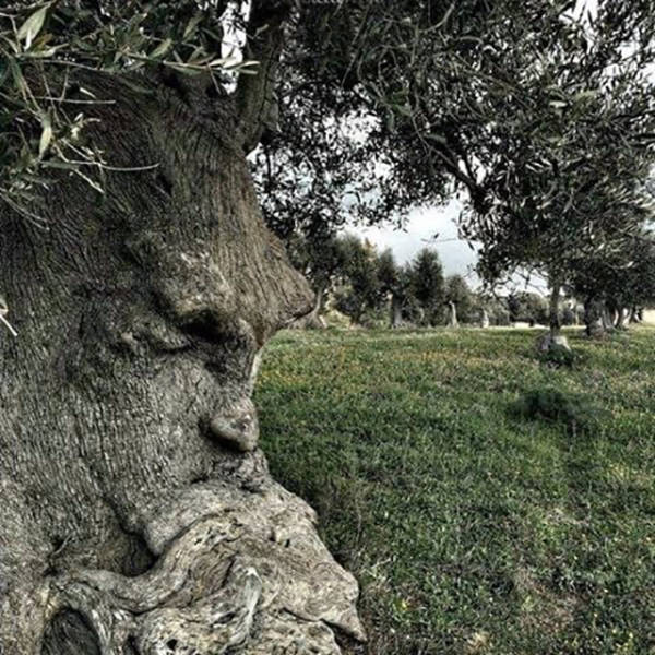 thinking tree puglia italy