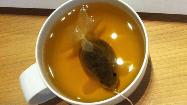 goldfish tea bags