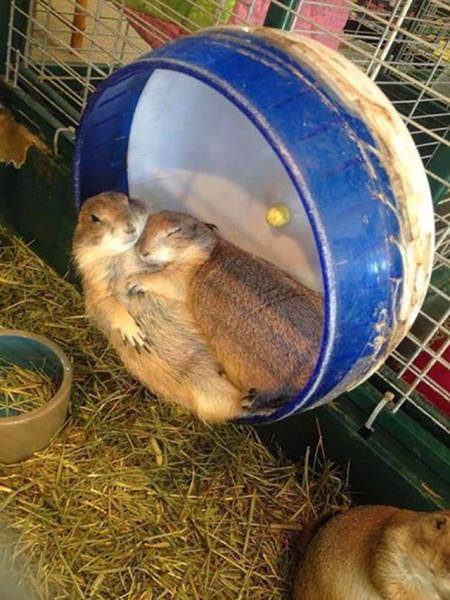 prairie dogs cuddling