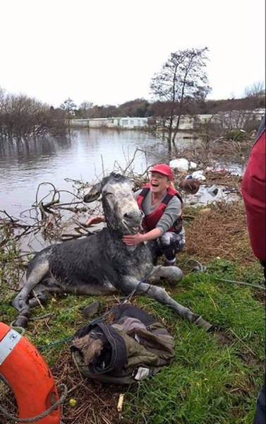 mike the donkey rescued