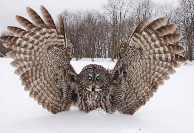 funny winter owl