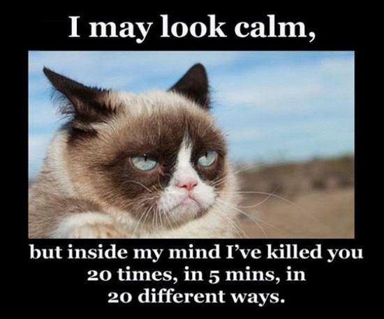 may look calm cat - I may look calm, but inside my mind I've killed you 20 times, in 5 mins, in 20 different ways.