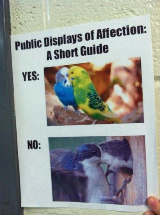 pda meme - Public Displays of Affection A Short Guide Yes No