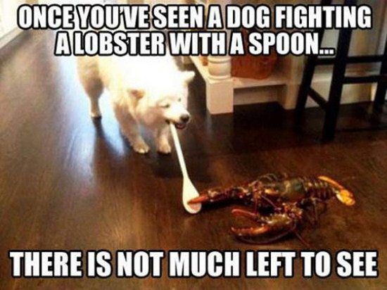 once you ve seen a dog fighting - Once You'Ve Seen A Dog Fighting Alobster With A Spoon... There Is Not Much Left To See
