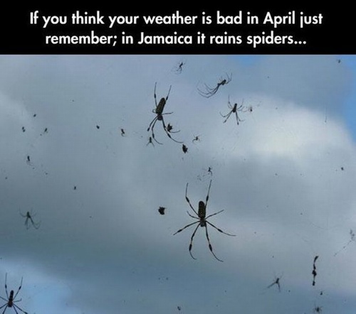 jamaica spider rain - If you think your weather is bad in April just remember; in Jamaica it rains spiders...