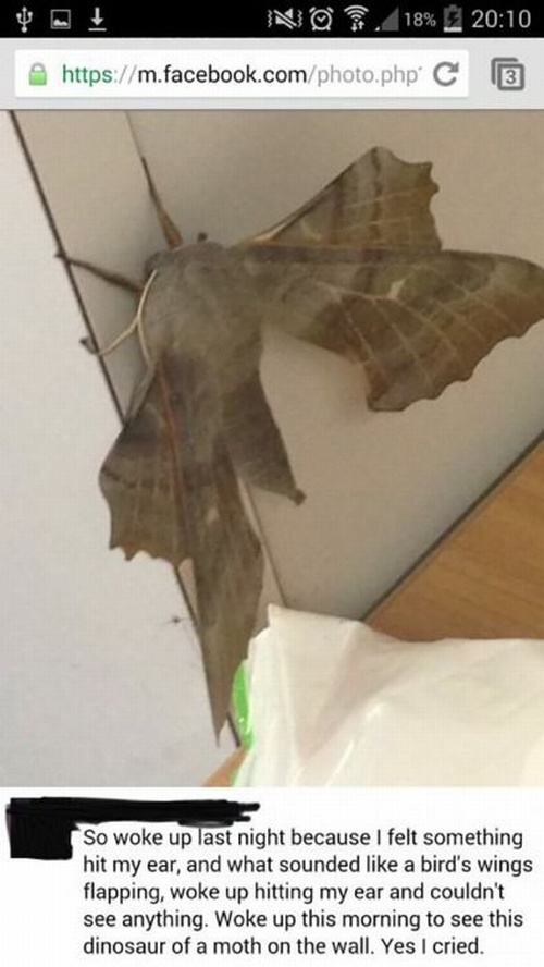 dinosaur moths - N7,18% ' C 3 So woke up last night because I felt something hit my ear, and what sounded a bird's wings flapping, woke up hitting my ear and couldn't see anything. Woke up this morning to see this dinosaur of a moth on the wall. Yes I cri