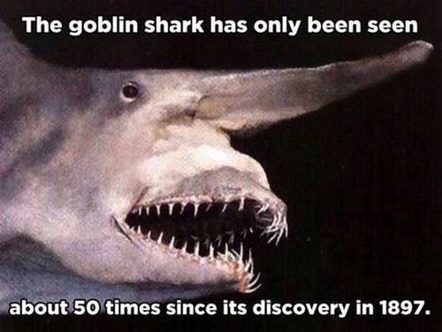 goblin shark - The goblin shark has only been seen about 50 times since its discovery in 1897.