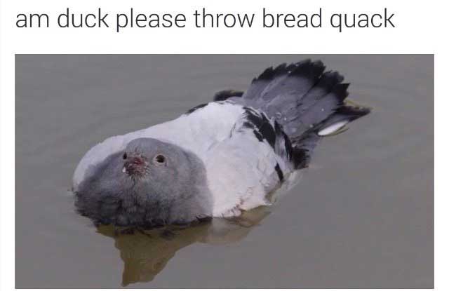 birb memes - am duck please throw bread quack