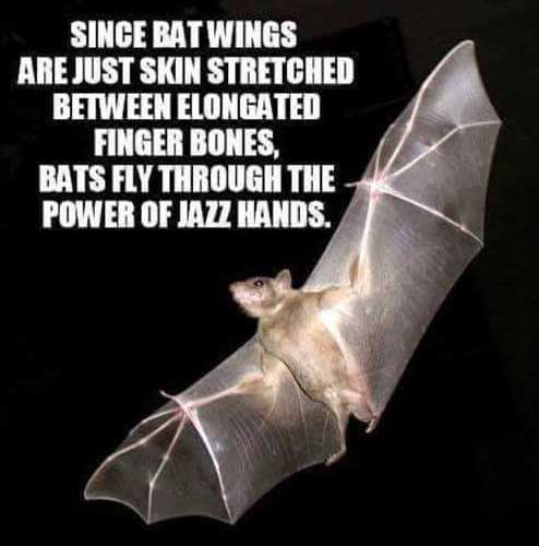 danish bat - Since Bat Wings Are Just Skin Stretched Between Elongated Finger Bones, Bats Fly Through The Power Of Jazz Hands.