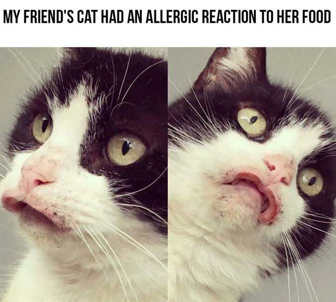 my friends cat had an allergic reaction - My Friend'S Cat Had An Allergic Reaction To Her Food