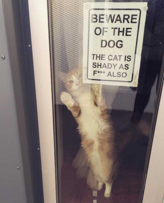 beware of dog the cat is shady - Beware Of The Dog The Cat Is Shady As F Also