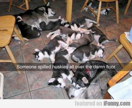 someone spilled huskies all over the floor - Someone spilled huskies all over the damn floor featured on iFunny.com