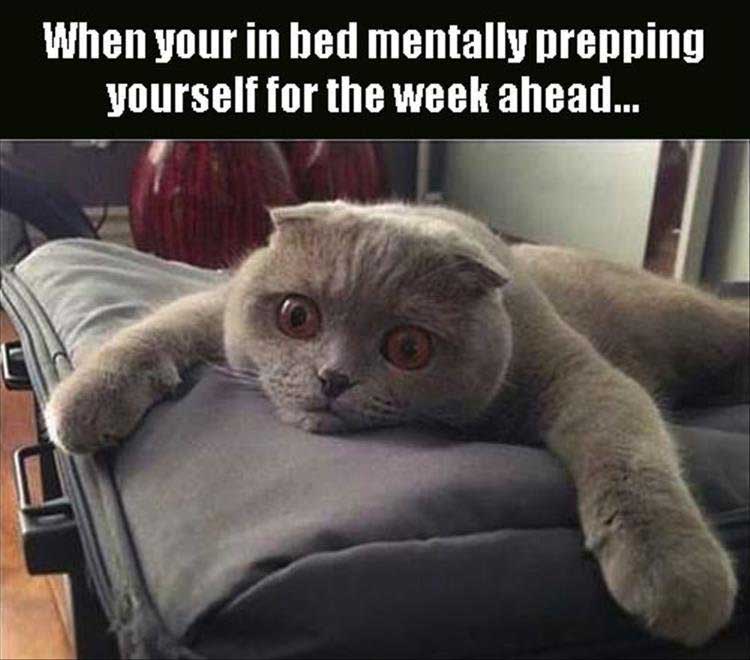 busy week ahead meme - When your in bed mentally prepping yourself for the week ahead...