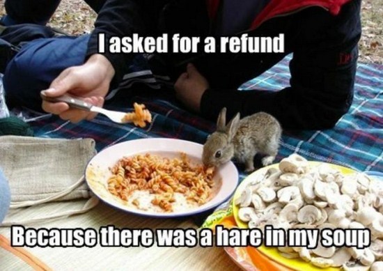 bunny eating pasta - I asked for a refund Because there was a hare in my soup