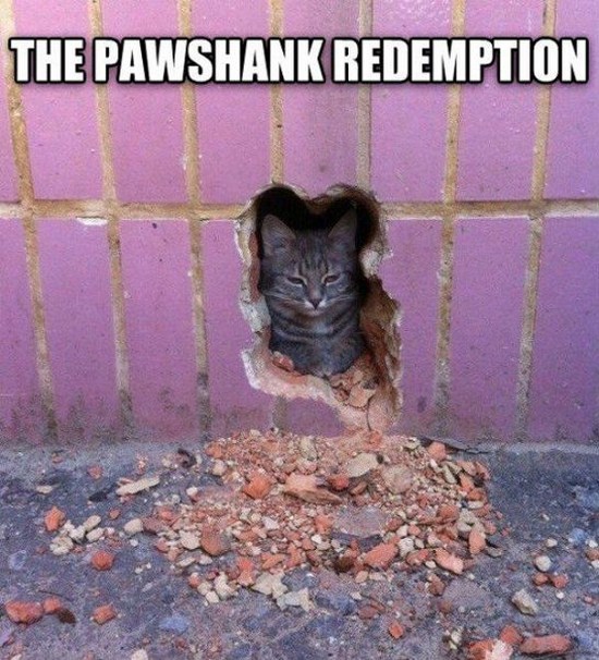 cat in a wall - The Pawshank Redemption